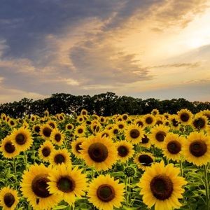 Meet your Posher, Terisha